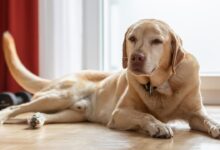 Anal Gland Problems and What to Do Don’t leave your dog in discomfort