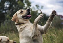 Keeping your dogs safe during BBQ season