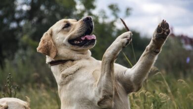 Keeping your dogs safe during BBQ season