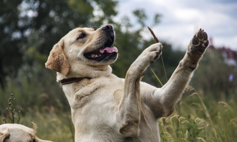 Keeping your dogs safe during BBQ season