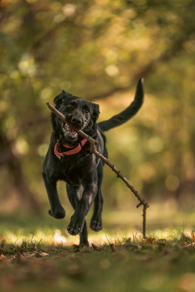 Labrador running with a stick in it's mouth