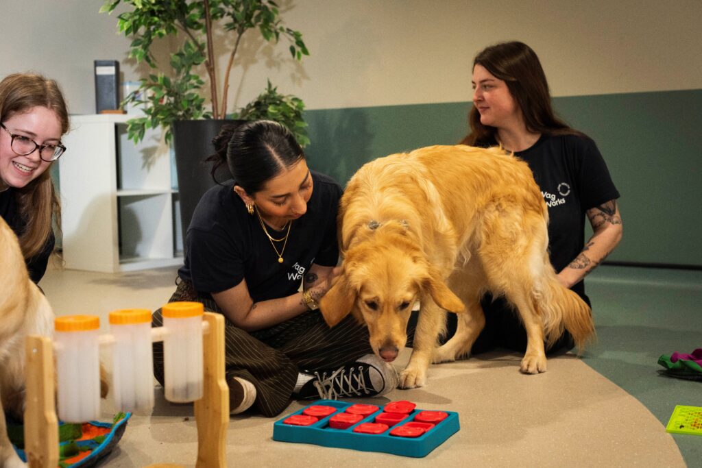 Grooming, daycare, wellness and behaviour support at WagWorks