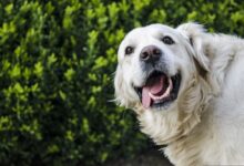 A survey conducted by Petplan reveals challenges and insights for animal lovers