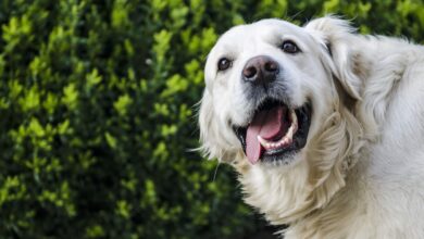 A survey conducted by Petplan reveals challenges and insights for animal lovers