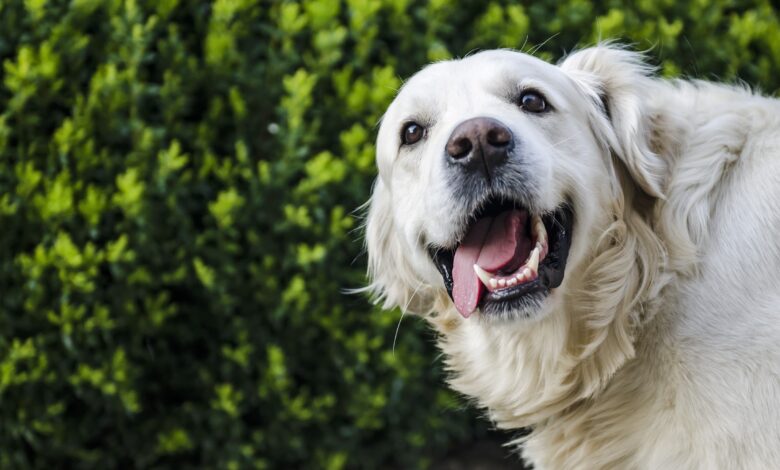 A survey conducted by Petplan reveals challenges and insights for animal lovers
