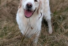 Research on how we are like our dogs
