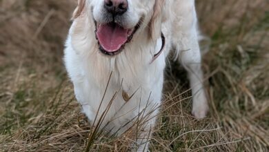 Research on how we are like our dogs