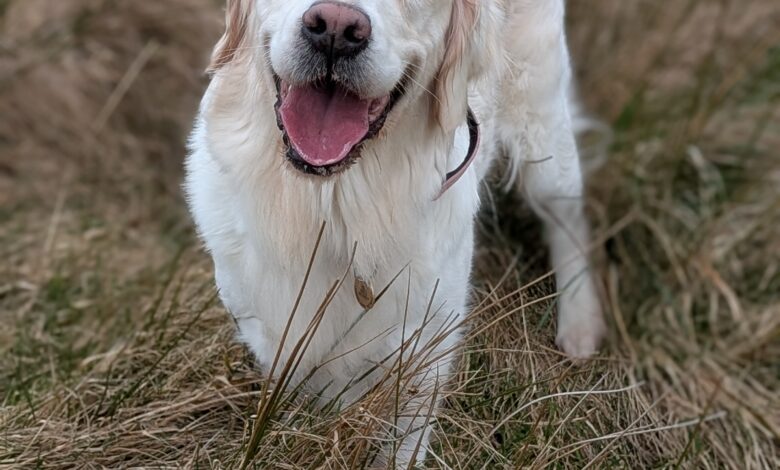 Research on how we are like our dogs