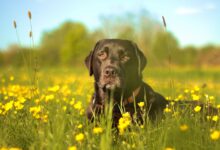 A Black Labrador enjoying the sunshine.