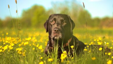 A Black Labrador enjoying the sunshine.