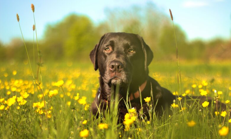 A Black Labrador enjoying the sunshine.