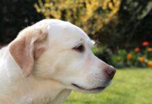 Labrador Retrievers can be prone to ear issues