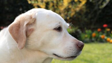 Labrador Retrievers can be prone to ear issues