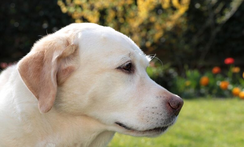 Labrador Retrievers can be prone to ear issues